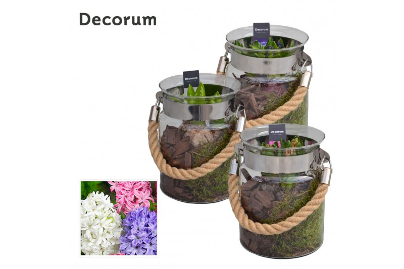 Arrangementen hyacinthus Hyacint Groot Glas met Touw HL13840 [PURE] 3  