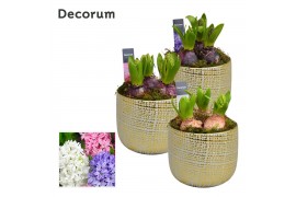 Arrangementen hyacinthus Hyacint Alivio Gold Maxi HL14200 [PURE] 3 pp 