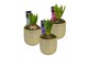 Arrangementen hyacinthus Hyacint Alivio Gold Mini HL14980 [PURE] 1 pp  