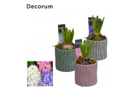 Arrangementen hyacinthus Hyacint Assorti HL16320 [LOVELY COLORS] 1 pp 
