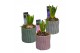 Arrangementen hyacinthus Hyacint Assorti HL16320 [LOVELY COLORS] 1 pp  