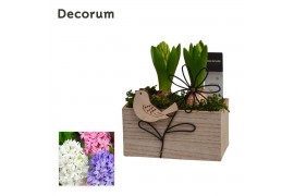 Arrangementen hyacinthus Hyacint Aviflora HL15033 [PURE] 2 pp 60 bl. 2