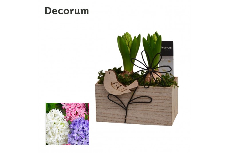 Arrangementen hyacinthus Hyacint Aviflora HL15033 [PURE] 2 pp 60 bl. 2 