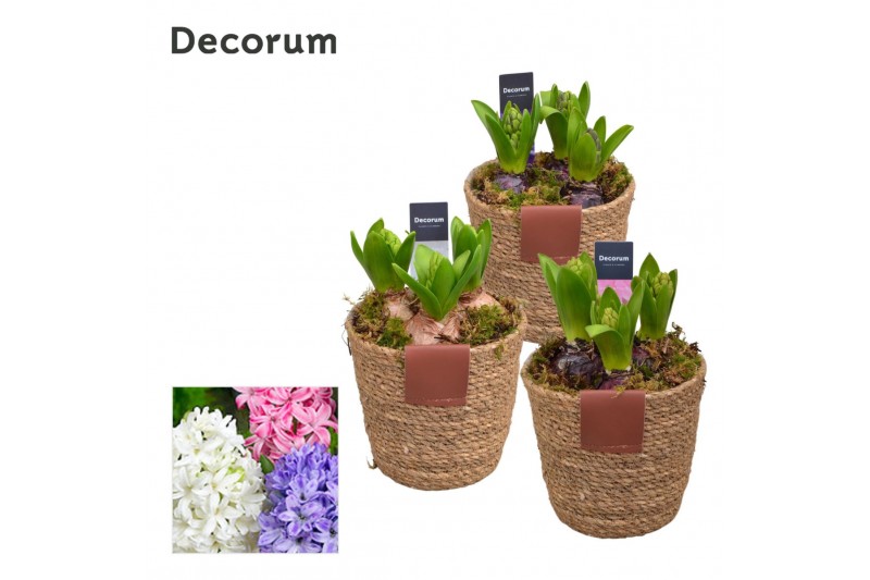 Arrangementen hyacinthus Hyacint Basket & Leather Label HL12980 [PURE] 