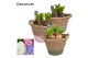 Arrangementen hyacinthus Hyacint Basket Colour HL14860 [LOVELY COLORS] 