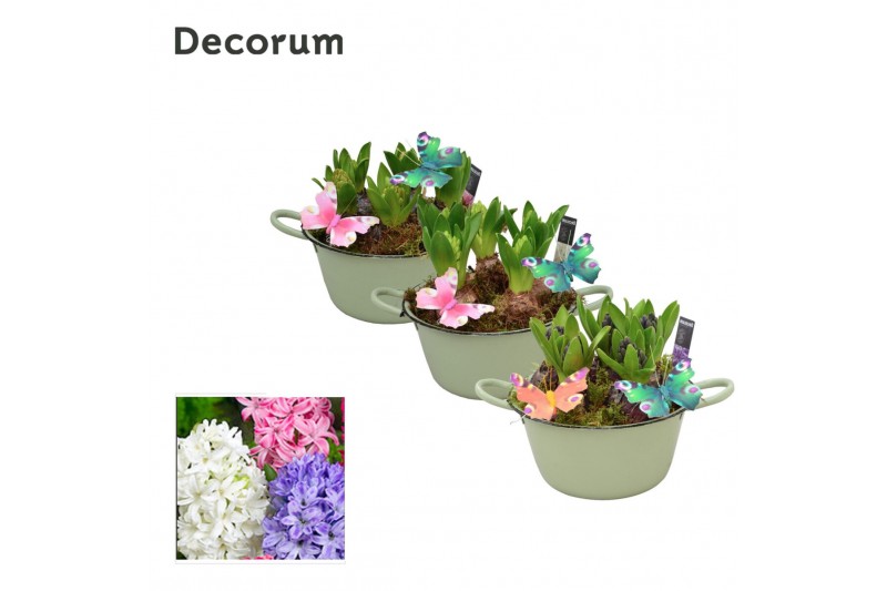 Arrangementen hyacinthus Hyacint Bol en émail HL10573 [PURE] 5 pp 5 pe 