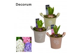 Arrangementen hyacinthus Hyacint Botanic Zink HL14600 [PURE] 1 pp 30 b