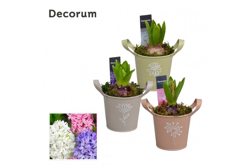 Arrangementen hyacinthus Hyacint Botanic Zink HL14600 [PURE] 1 pp 30 b 