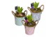 Arrangementen hyacinthus Hyacint Bucket Mini HL10770 [LOVELY COLORS] 1 