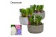 Arrangementen hyacinthus Hyacint Daisy Bowl HL15970 [PURE] 5 pp 125 bl 