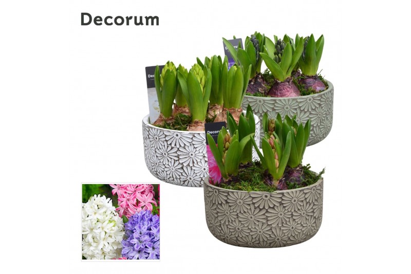 Arrangementen hyacinthus Hyacint Daisy Bowl HL15970 [PURE] 5 pp 125 bl 