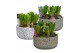 Arrangementen hyacinthus Hyacint Daisy Bowl HL15970 [PURE] 5 pp 125 bl 