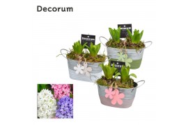 Arrangementen hyacinthus Hyacint Duo Zink HL11703 [LOVELY COLORS] 2 pp