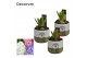 Arrangementen hyacinthus Hyacint FloraLeaf HL15163 [PURE] 1 pp 1 per p 
