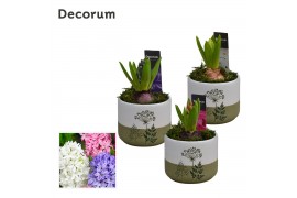 Arrangementen hyacinthus Hyacint FloraLeaf HL15163 [PURE] 1 pp 1 per p