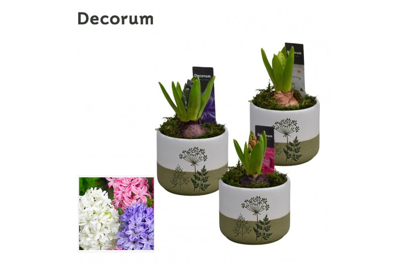 Arrangementen hyacinthus Hyacint FloraLeaf HL15163 [PURE] 1 pp 1 per p 