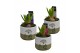 Arrangementen hyacinthus Hyacint FloraLeaf HL15163 [PURE] 1 pp 1 per p 