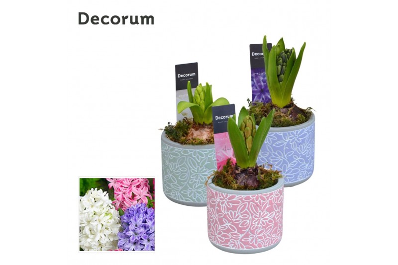 Arrangementen hyacinthus Hyacint Flores HL14450 [LOVELY COLORS] 1 pp 3 