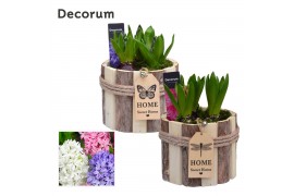 Arrangementen hyacinthus Hyacint Tak Rond HL17761 [PURE] 3 pp 75 bl. 3