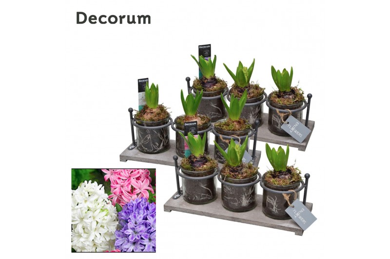 Arrangementen hyacinthus Hyacint Serviro HL19850 [PURE] 3 pp 75 bl. 3  