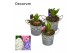 Arrangementen hyacinthus Hyacint Spring Bucket Mini HL15473 [PURE] 1 p 