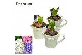 Arrangementen hyacinthus Hyacint Little Jug HL11333 [PURE] 1 pp 1 per 