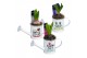 Arrangementen hyacinthus Hyacint MINI Gieter met Tekst HL13510 [PURE]  