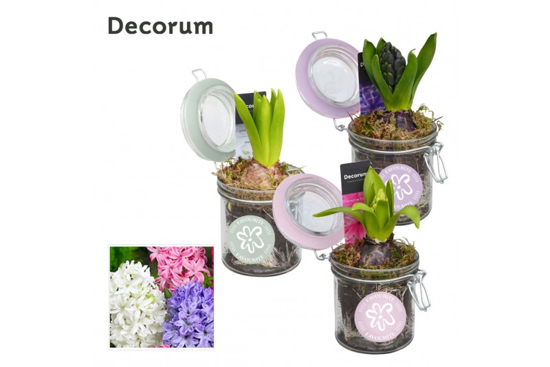 Arrangementen hyacinthus Hyacint Weckpotje HL13040 [LOVELY COLORS] 1 p 
