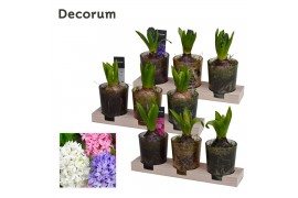 Arrangementen hyacinthus Hyacint Triple Glass on Wood HL13720 [LOVELY 