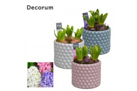 Arrangementen hyacinthus Hyacint Perla HL14420 [LOVELY COLORS] 3 pp 75
