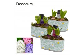 Arrangementen hyacinthus Hyacint Margriet HL14893 [PURE] 6 pp 150 bl. 