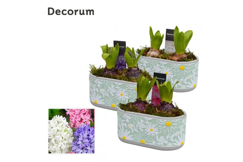 Arrangementen hyacinthus Hyacint Margriet HL14893 [PURE] 6 pp 150 bl.  