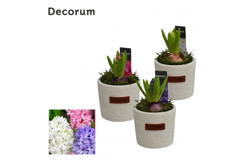 Arrangementen hyacinthus Hyacint Love Living HL15130 [PURE] 1 pp 30 bl 
