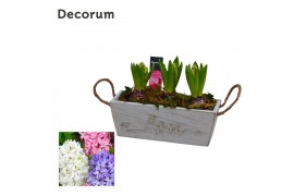Arrangementen hyacinthus Hyacint Love & Timber HL15710 [PURE] 3 pp 90 