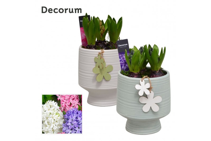 Arrangementen hyacinthus Hyacint Pot sur Pied HL14963 [PURE] 3 pp 90 b 