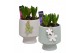 Arrangementen hyacinthus Hyacint Pot sur Pied HL14963 [PURE] 3 pp 90 b 