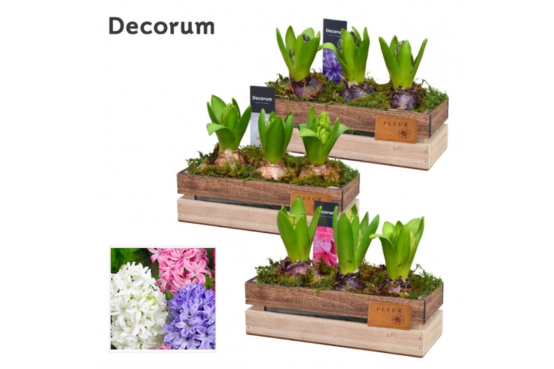 Arrangementen hyacinthus Hyacint Wooden Box HL11623 [PURE] 3 pp 90 bl. 