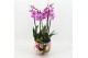 Phalaenopsis LICR-2606RZ Limited Edition Phalaenopsis 3 pp 