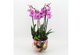 Phalaenopsis LICR-2606RZ Limited Edition Phalaenopsis 3 pp