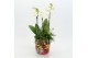 Phalaenopsis LICR-2605W Limited Edition Phalaenopsis 2 pp 