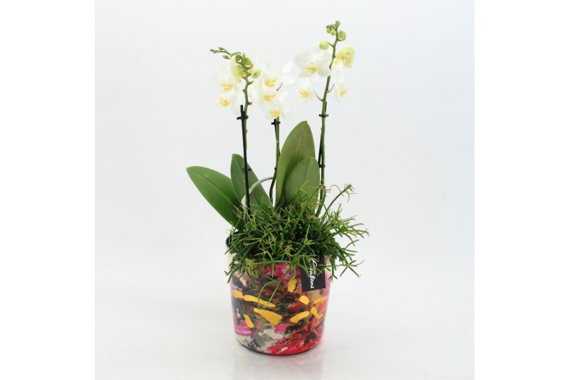 Phalaenopsis LICR-2605W Limited Edition Phalaenopsis 2 pp 