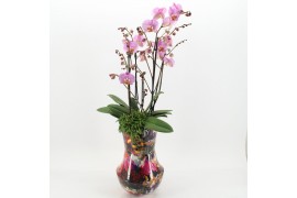Phalaenopsis LICR-2607RZ Limited Edition Phalaenopsis 2 pp