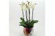 Phalaenopsis LICR-2606W Limited Edition Phalaenopsis 3 pp 