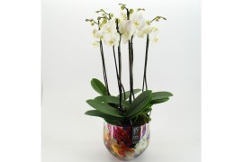 Phalaenopsis LICR-2606W Limited Edition Phalaenopsis 3 pp