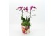 Phalaenopsis LICR-2605RZ Limited Edition Phalaenopsis 2 pp 