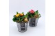 Arrangementen tuinplanten PMCR-2623 Primula creations 2 pp 