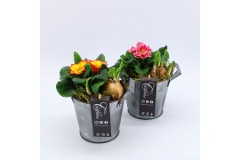 Arrangementen tuinplanten PMCR-2623 Primula creations 2 pp