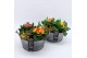 Arrangementen tuinplanten PMCR-2625 Primula creations 4 pp 