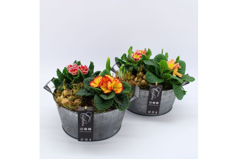 Arrangementen tuinplanten PMCR-2625 Primula creations 4 pp 