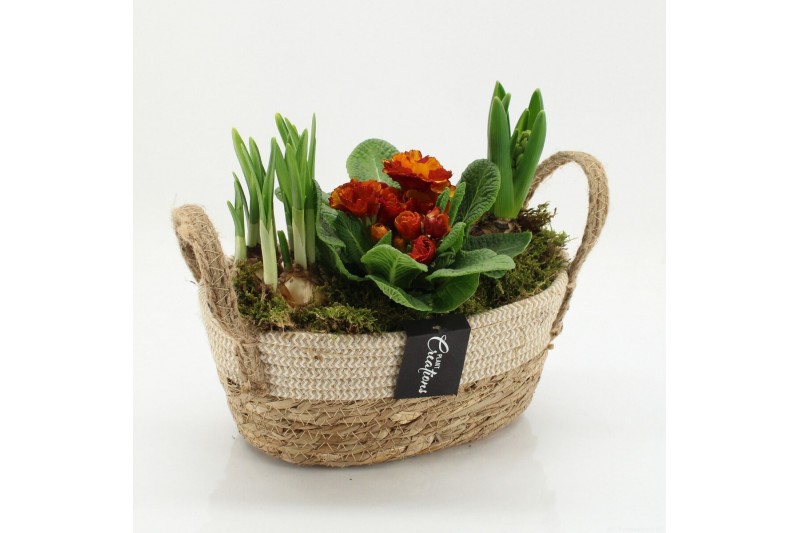 Arrangementen tuinplanten PMCR-2636 Primula creations 3 pp 